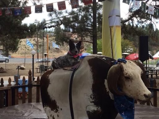 Have you every wanted to ride a mechanical bull? You'llhave your chance at the Tater Tots Fesival.